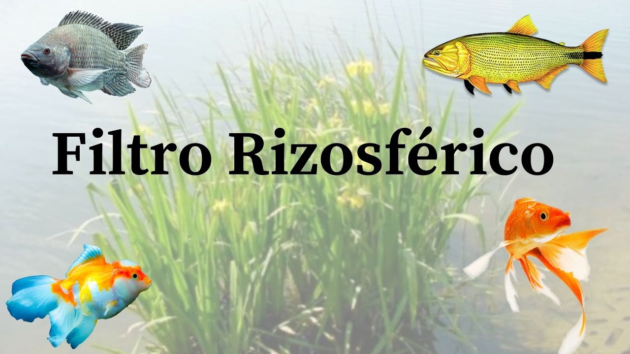 Filtro Rizosférico