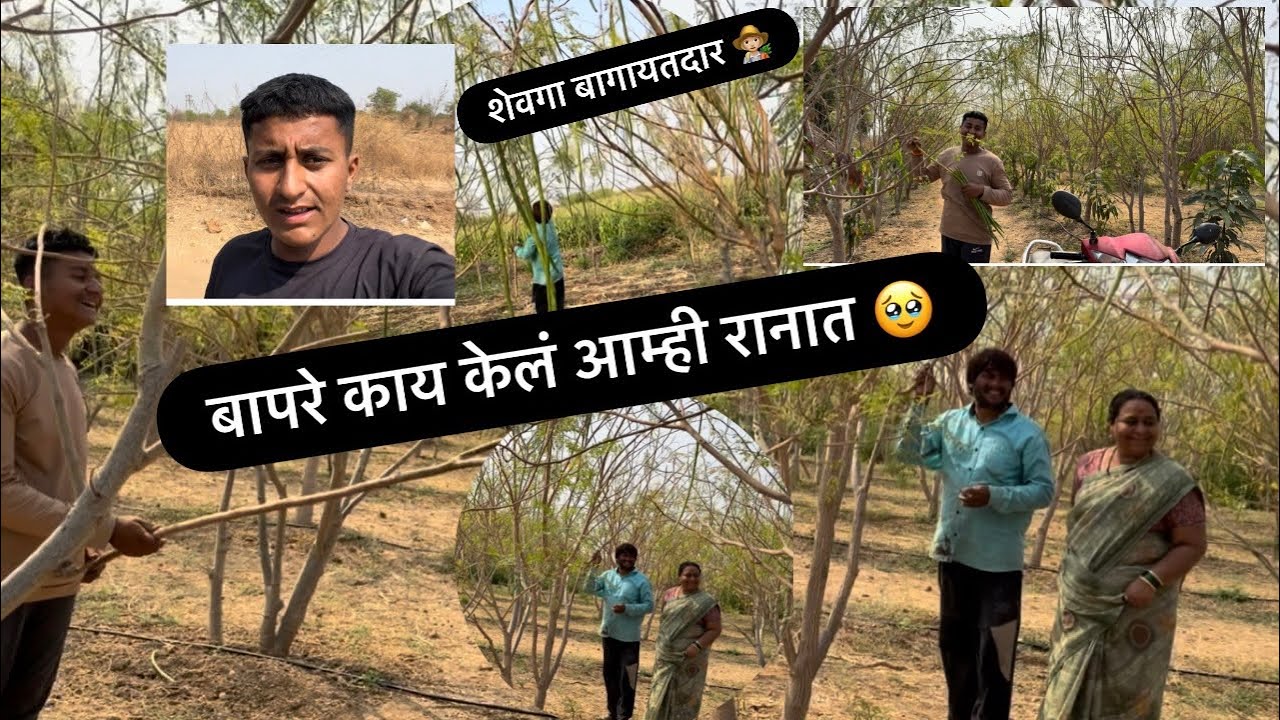 शेतकरी शेवगा उत्पादक 👩🏼‍🌾🔥#yuotube #viral #blogger #trending #bolg #vbloger #shatkari #farming 