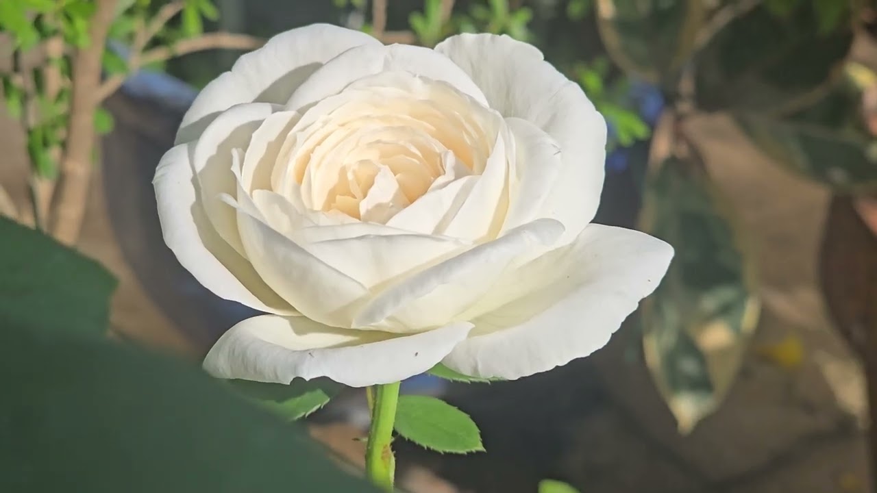 Wedding road rose _ Zone 10B _ Feb'26