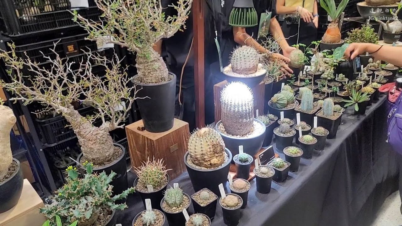 水美園2022-塊根篇(觀峰玉)，Agricgarden plants market- Caudex (Fouquieria columnaris)
