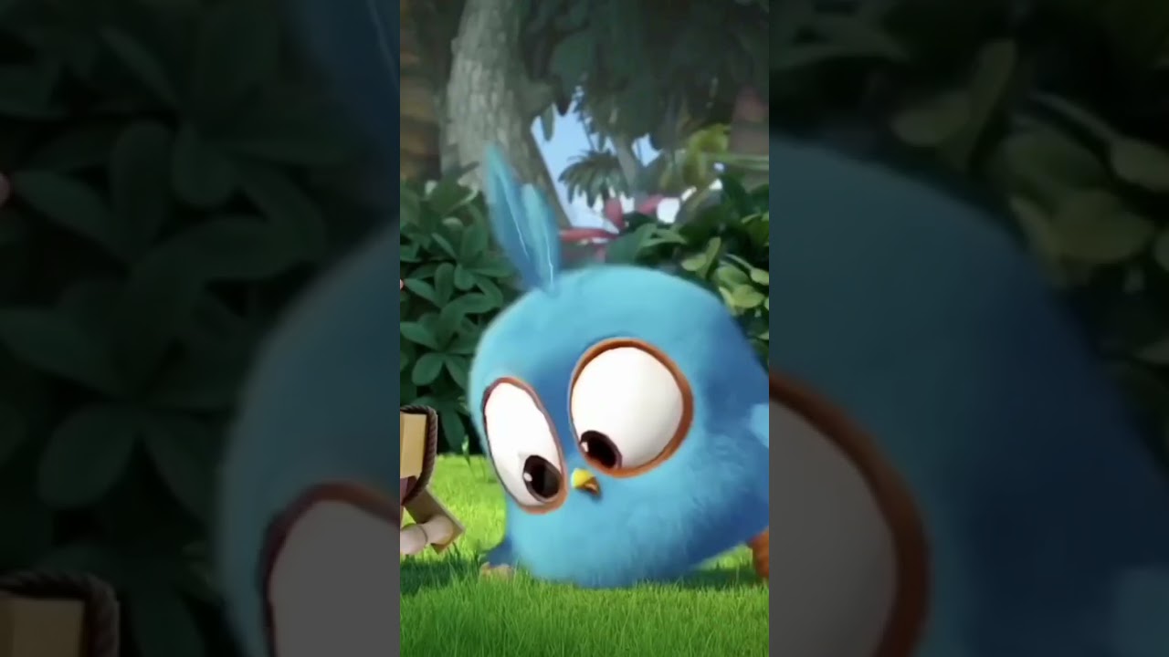 Three birds doing picnic one eat everything✨💦