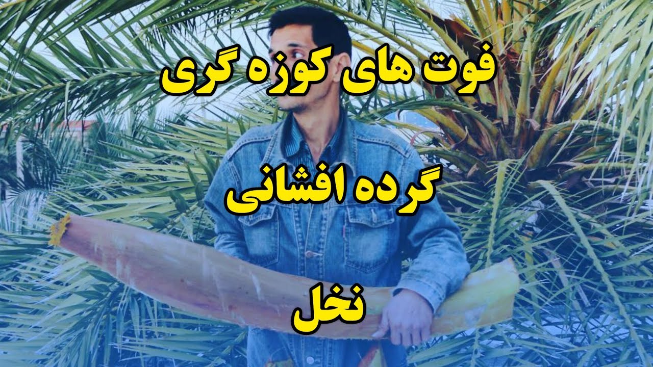 فوت های کوزه گری در گرده افشانی نخل
