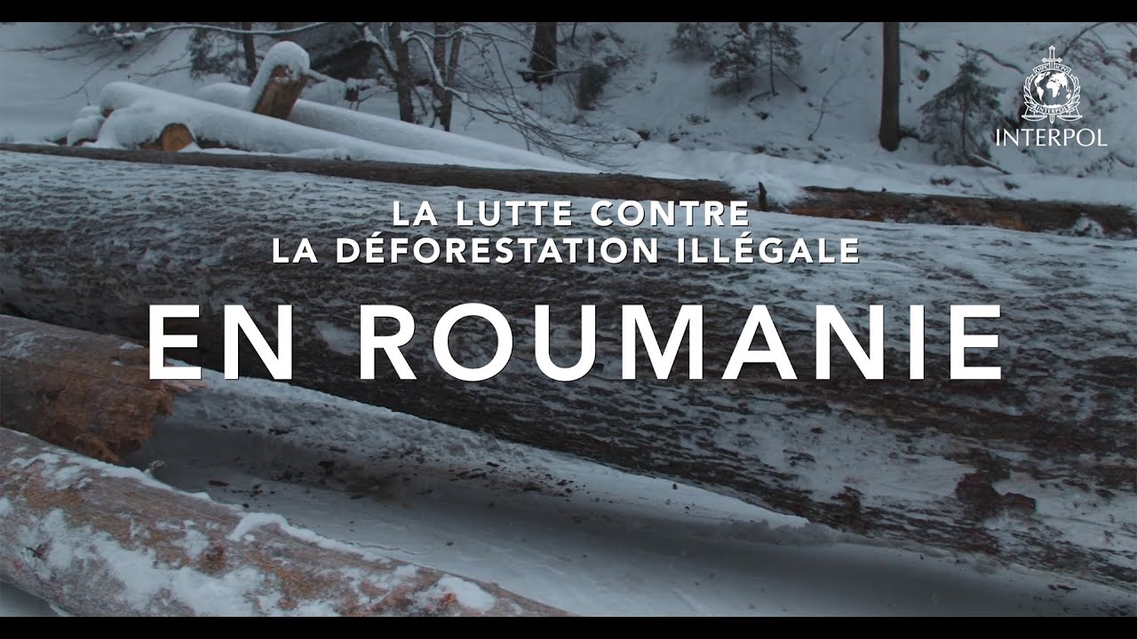 Protéger les forêts de Roumanie contre les réseaux criminels