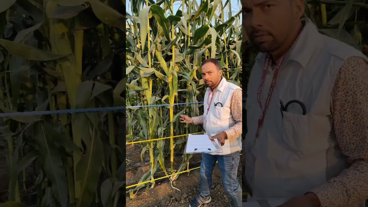 sweet corn 🌽 Sugarman , Number 1 hybrid maize मक्के का नंबर 1 किस्म,सबसे अच्छी और ज्यादा पैदावार