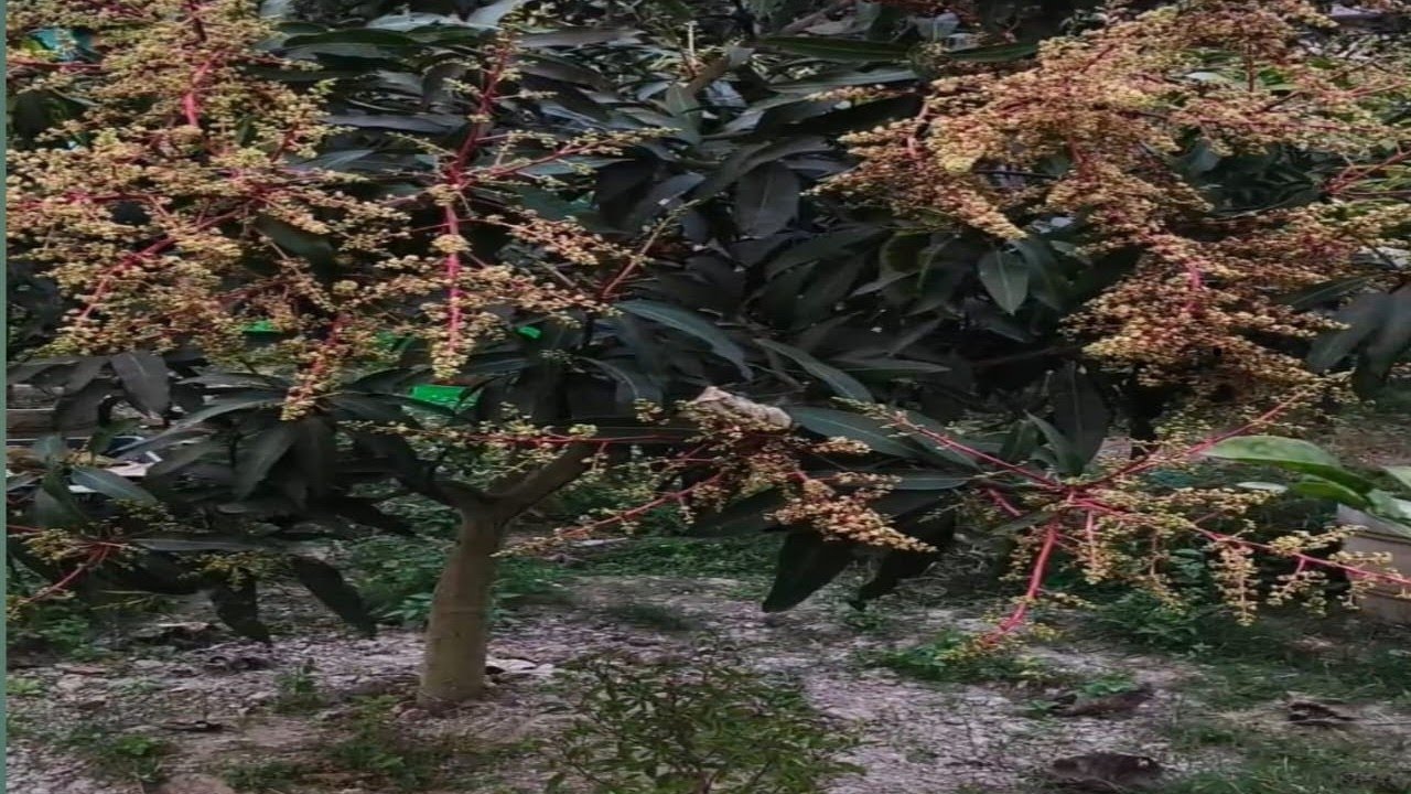 #আম গাছে মুকুল আনার উপায়#আমের মুকুলের যত্ন পরিচর্যা #mango