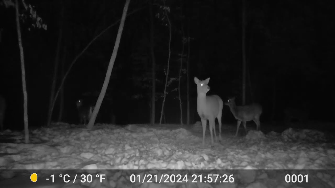 The Deer 2256