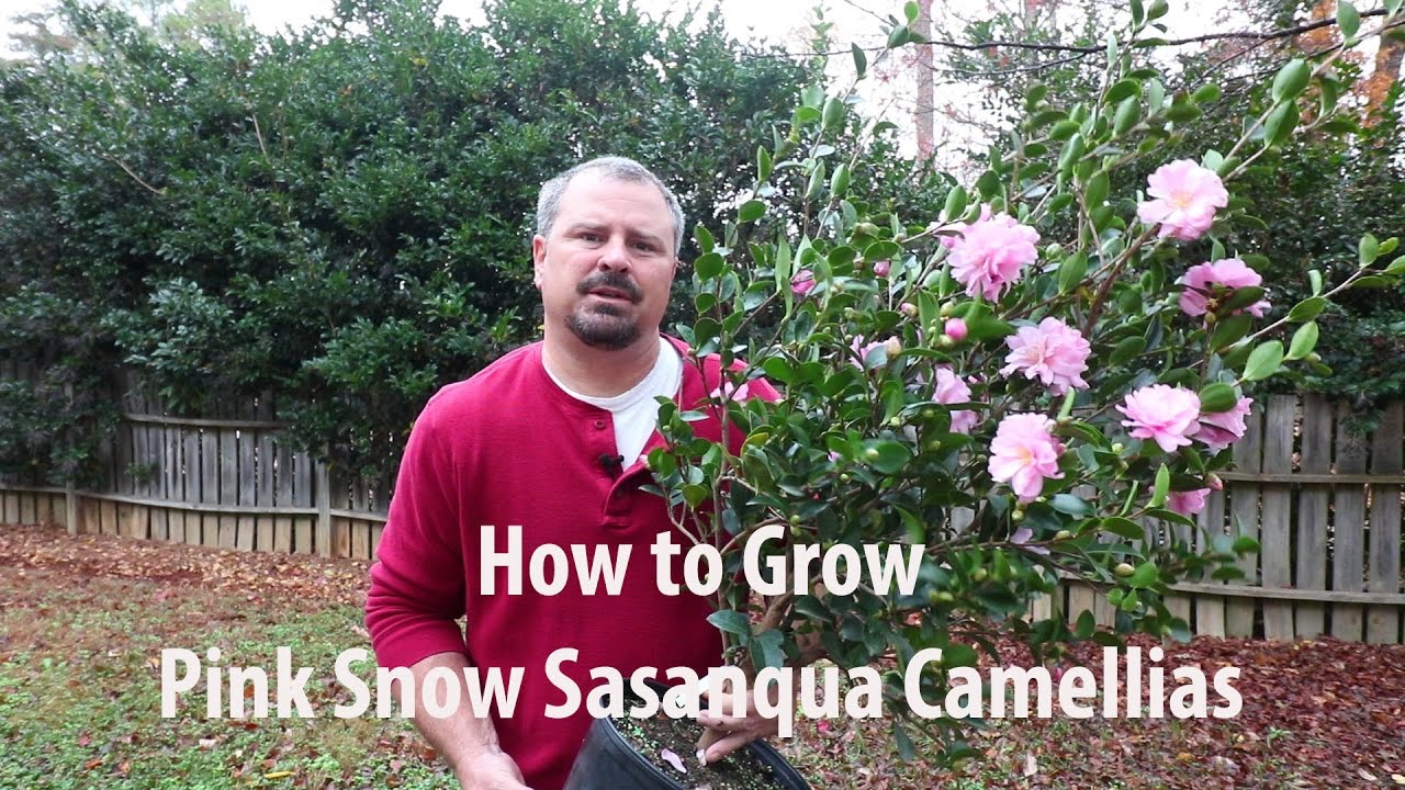 How to grow Pink Snow Sasanqua Camellia with a detailed description