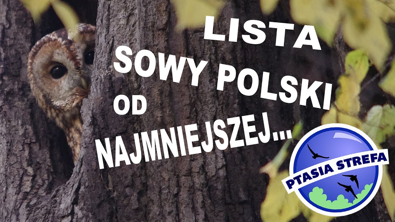 Lista lęgowych sów  Polski