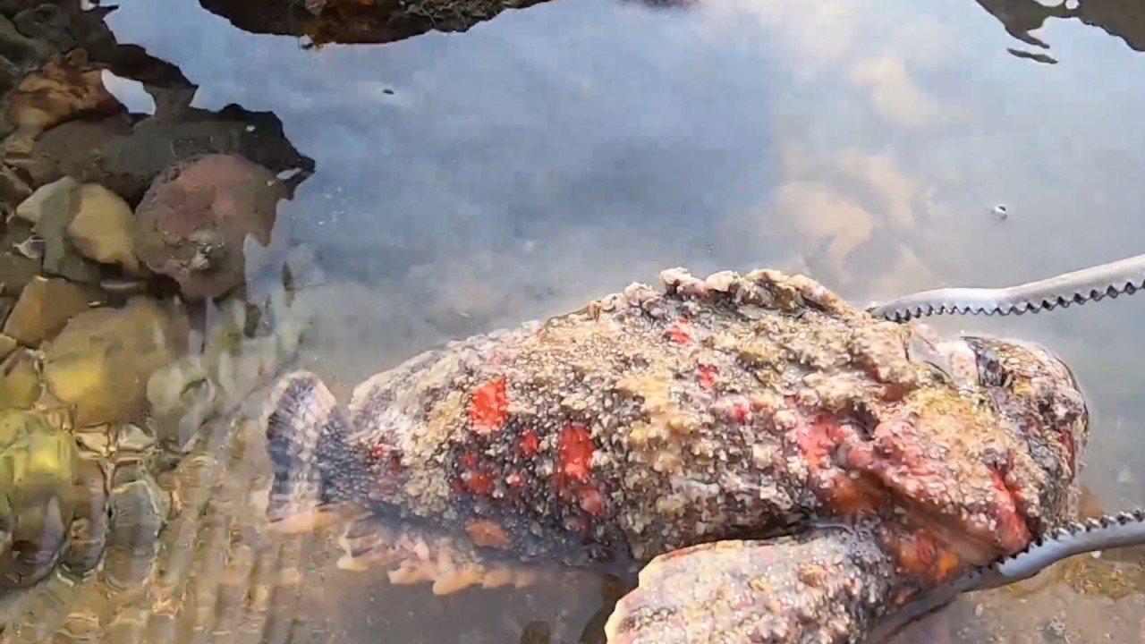 SOLO Catch and Cook on a DESERTED ISLAND! GIANT Crabs, RARE Fish, and MORE!