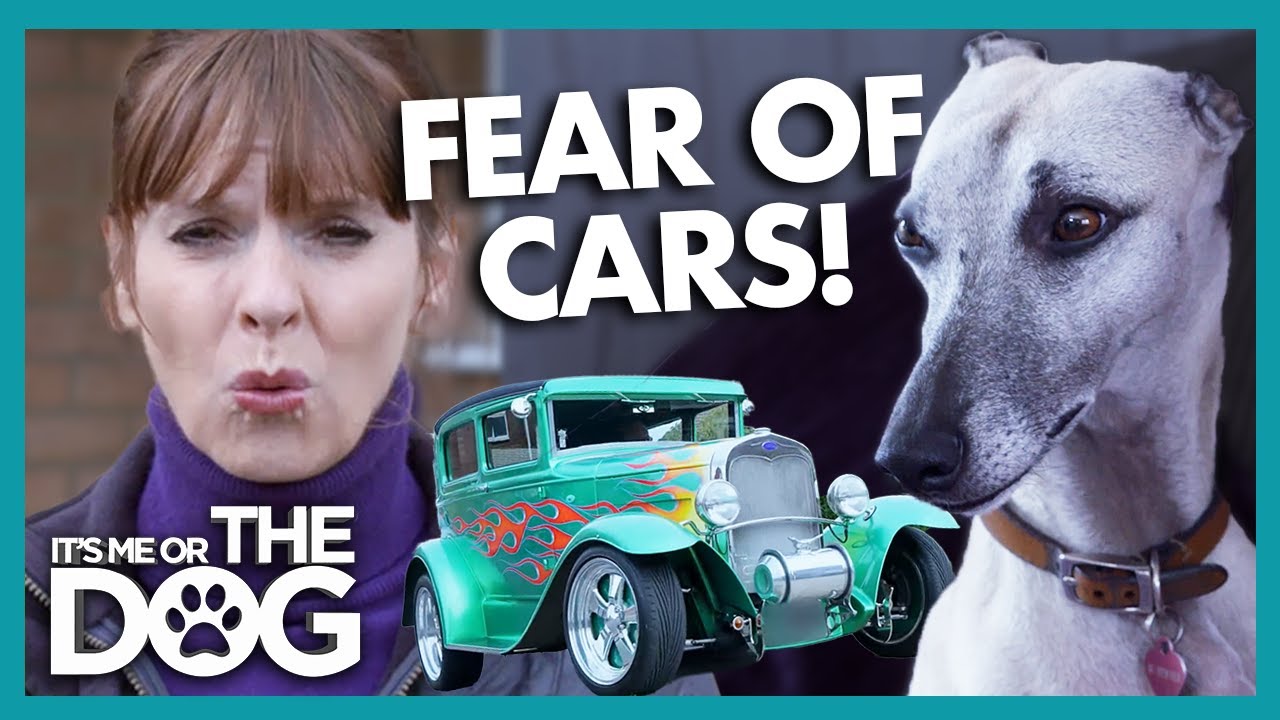 Anxious Whippet is Scared of Cars! | It's Me or The Dog