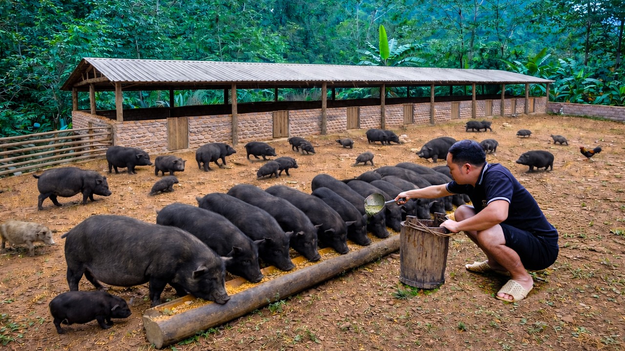 From Small Farm to Bigger Scale | Duong Expands His Pig Farming Project
