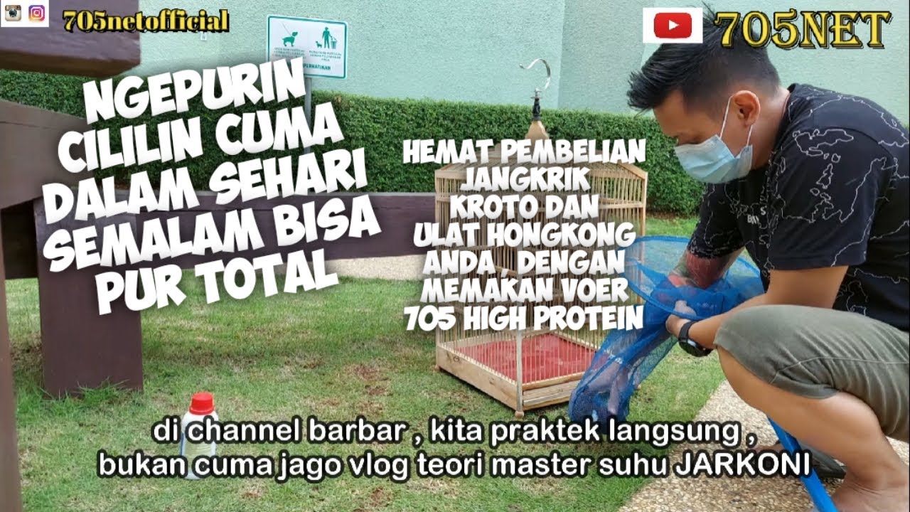 NGEPURIN TOTAL BURUNG CILILIN HANYA DALAM SEHARI SEMALAM
