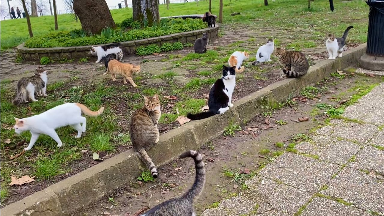 The cats living in the park are incredibly beautiful. I gave them food.