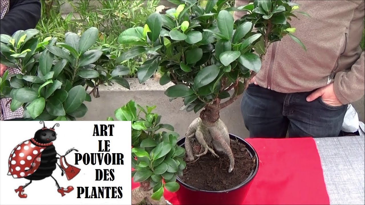 Conseils jardinage: ficus ginseng entretien et arrosage: Plante verte d'intérieur
