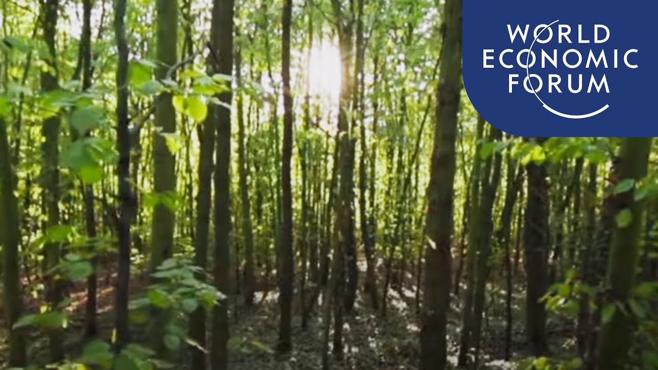 What is Japanese “forest bathing” and how can it improve your health