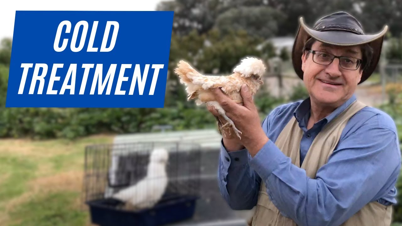 The BEST Way to Treat a Sick Chicken with a Cold