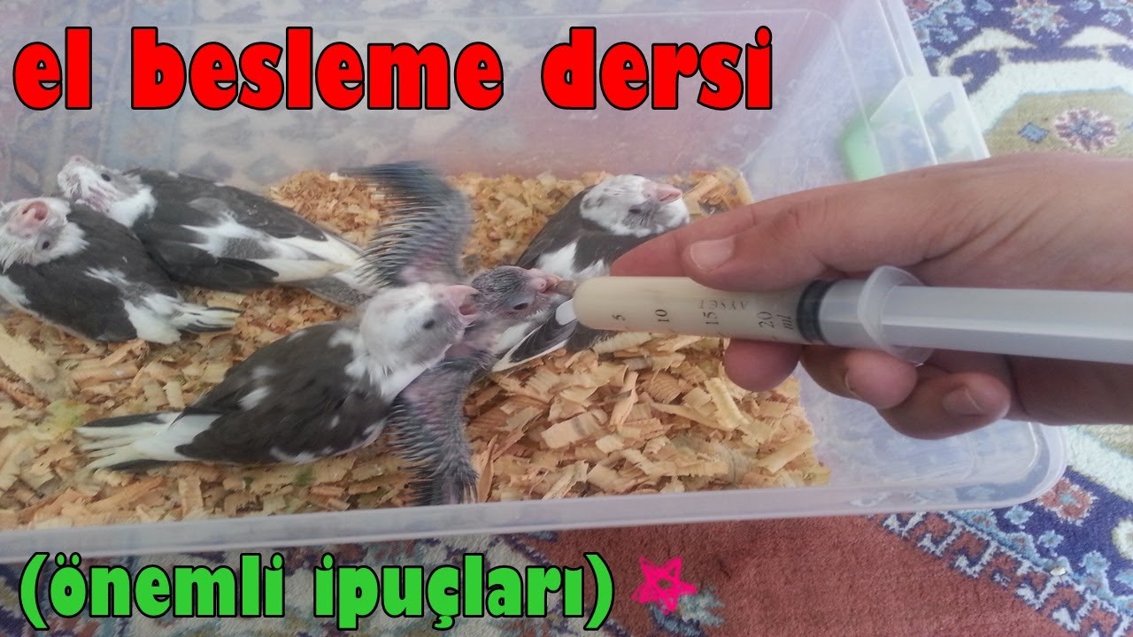 Papağan Yavrularında El Besleme Nasıl Yapılır