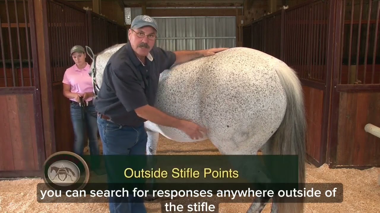 Releasing Tension in Your Horse's Stifle
