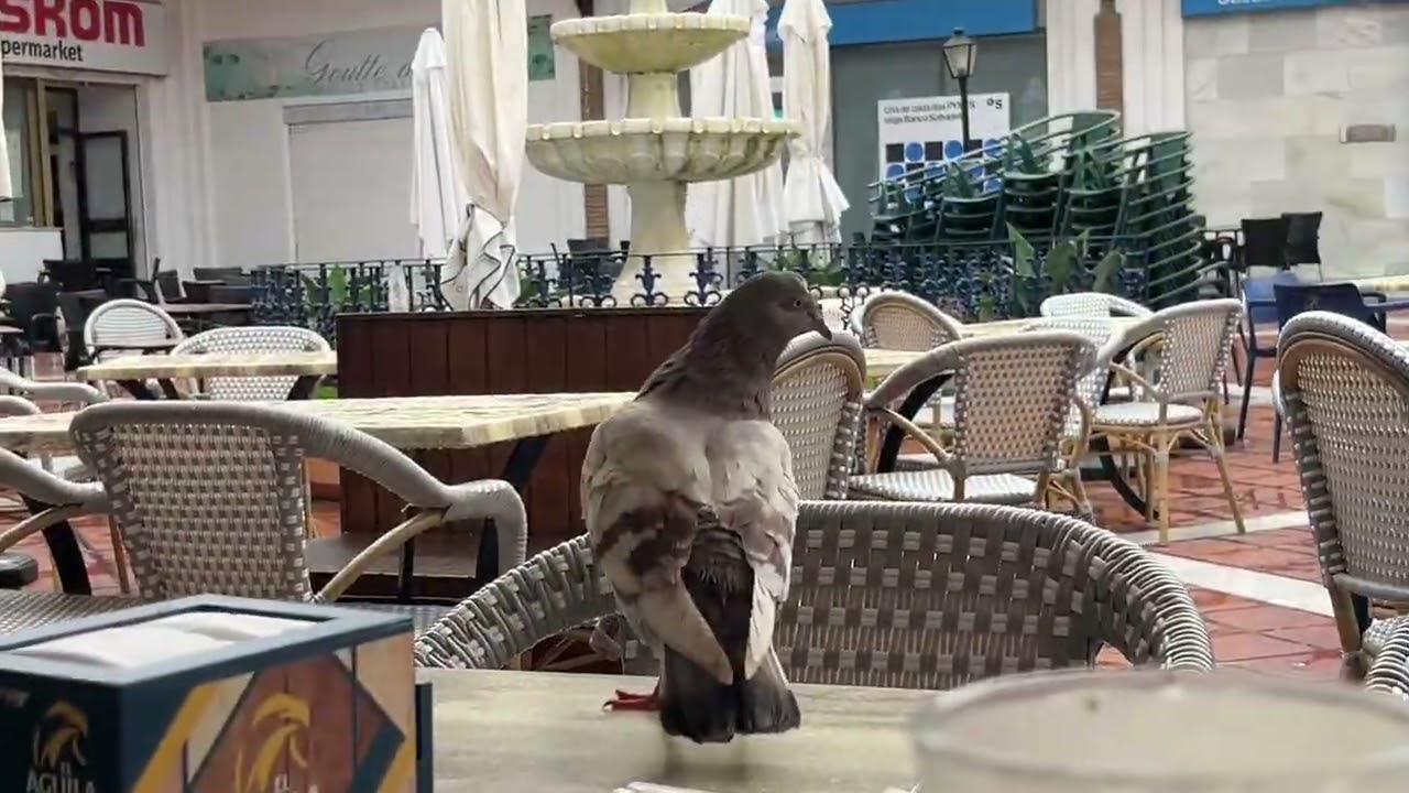Pigeons beahave like they own the place