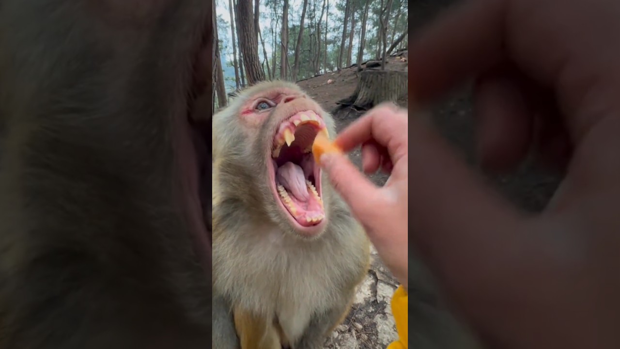 Oh No😱 Monkey 🐵🤩 #monkey #shortvideo #funny #comedy @aetherglades1 #trending #explore