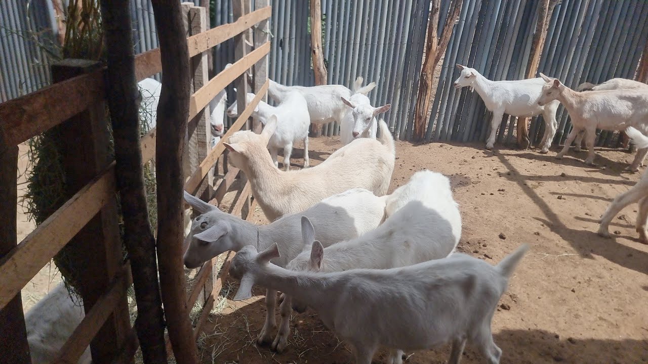 Marrans a venda rancho das cabras Santa Cruz 81 99643-7273