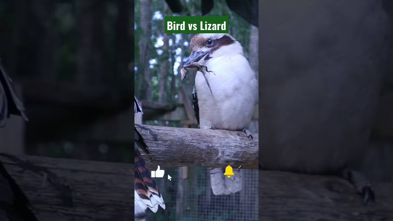 Bird vs Lizard
