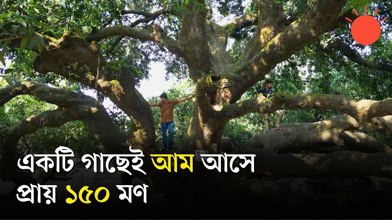 এশিয়ার সবচেয়ে বড় আমগাছ, দেখতে লাগে টিকিট | Asia's Largest Mango Tree | News | Prothom Alo
