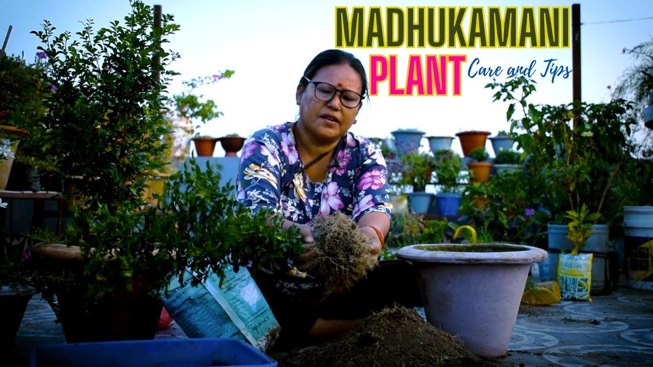 How to Care Madhukamani Plant in Summer? Orange Jasmine Plant Care and Tips in Nepali