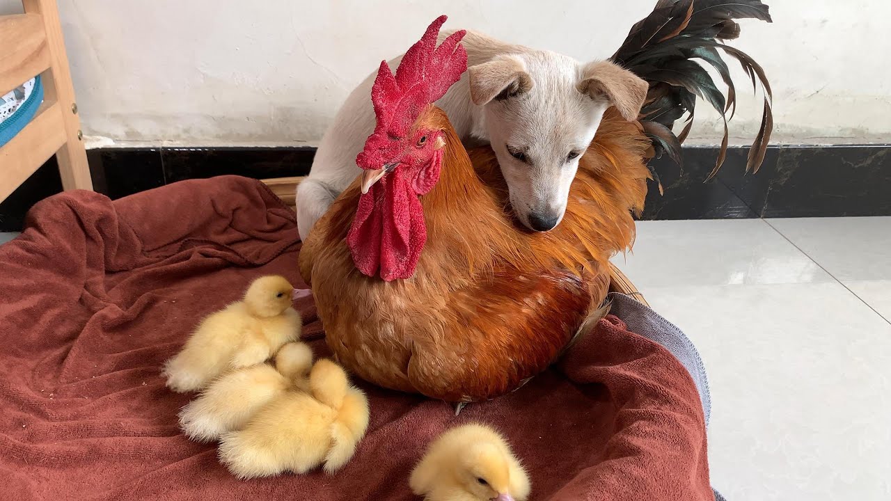 I was shocked! The ducklings abandoned their father duck and chose the rooster as their father.Funny