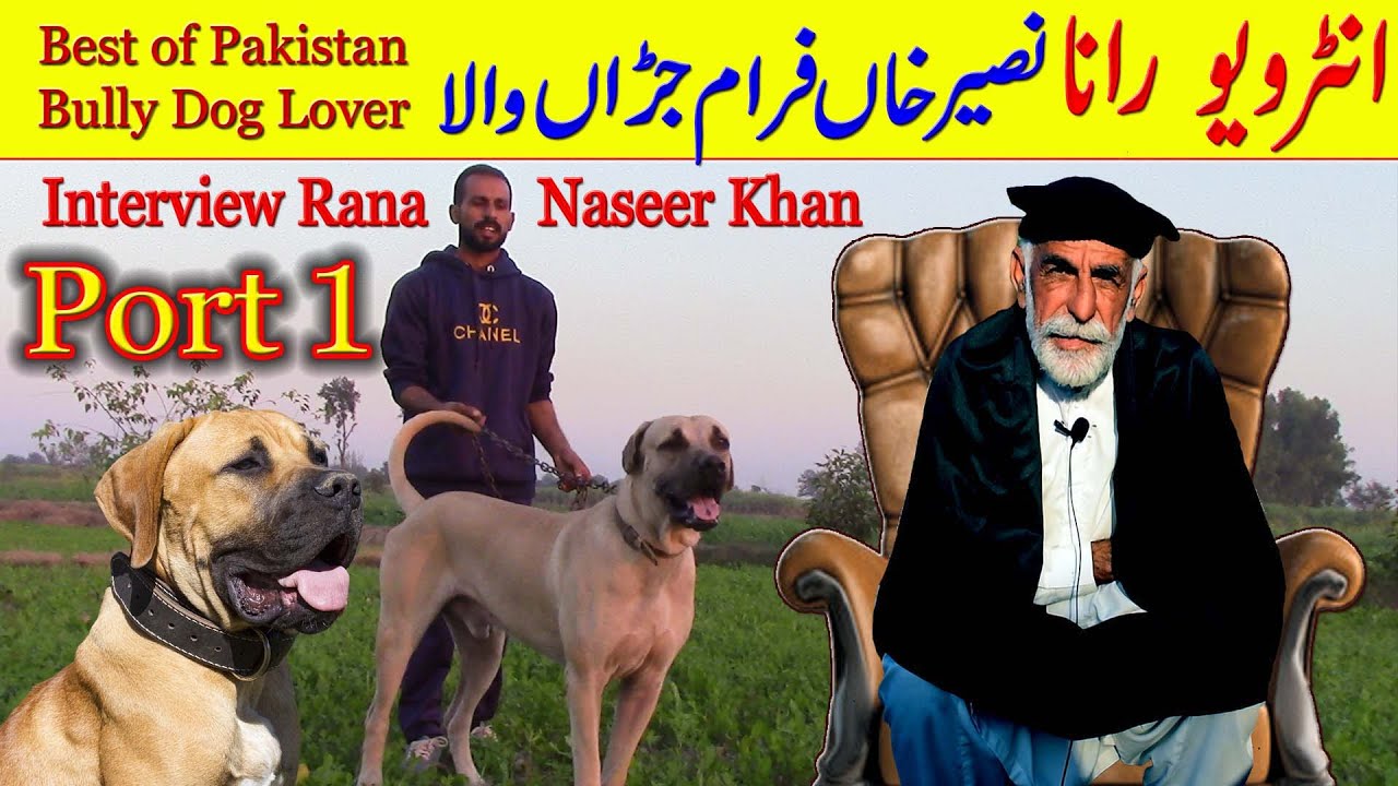 Interview Rana Naseer of Best Bully Dog Lover By Bully Dog Channel Nafa TV HD
