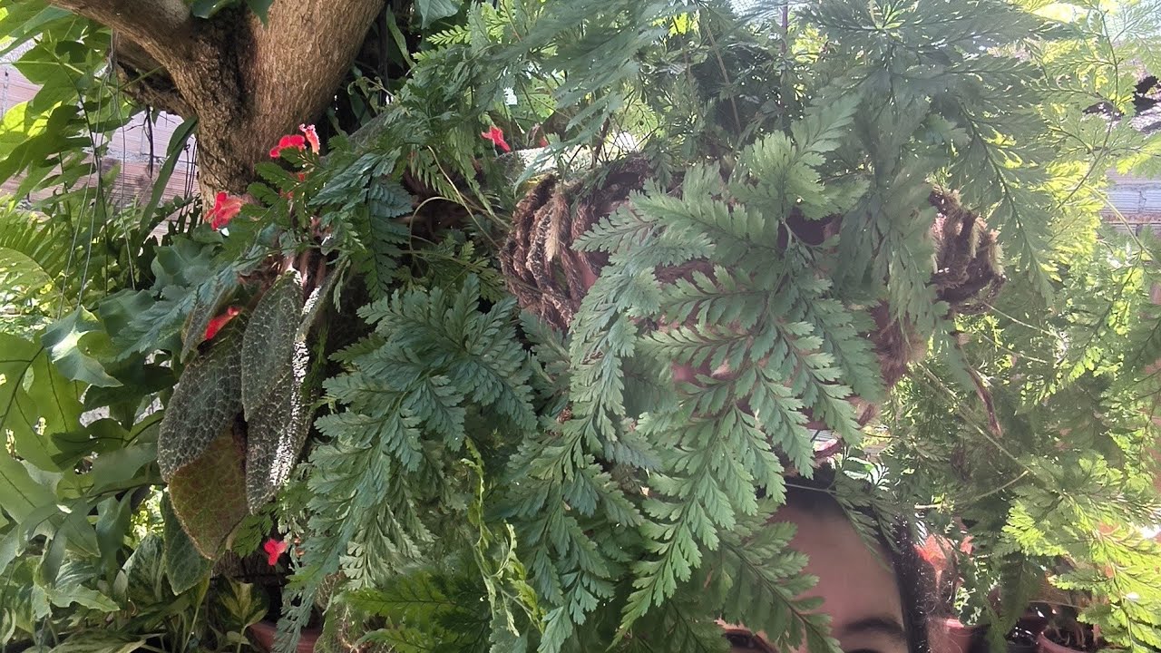 REPLANTES E MUDANÇAS NO JARDIM EM BUSCA DE SUBSTRATO 