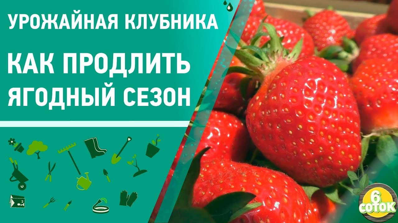 Урожайная клубника. Как продлить ягодный сезон. 6 соток 03.06.2019