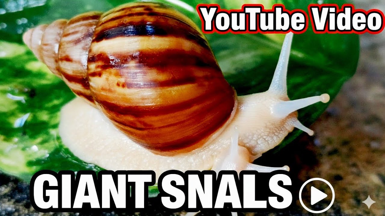 Tiny Snail vs. Heavy Rainstorm | Relaxing Nature ASMR (4K)