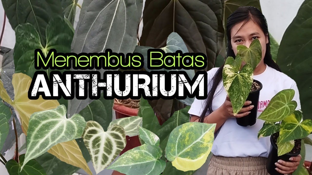 TAK PERLU DIRAGUKAN,,,KOLEKSI ANTHURIUMNYA Rare ,Varigata, & Generasi Hibrid Baru Yang Unik
