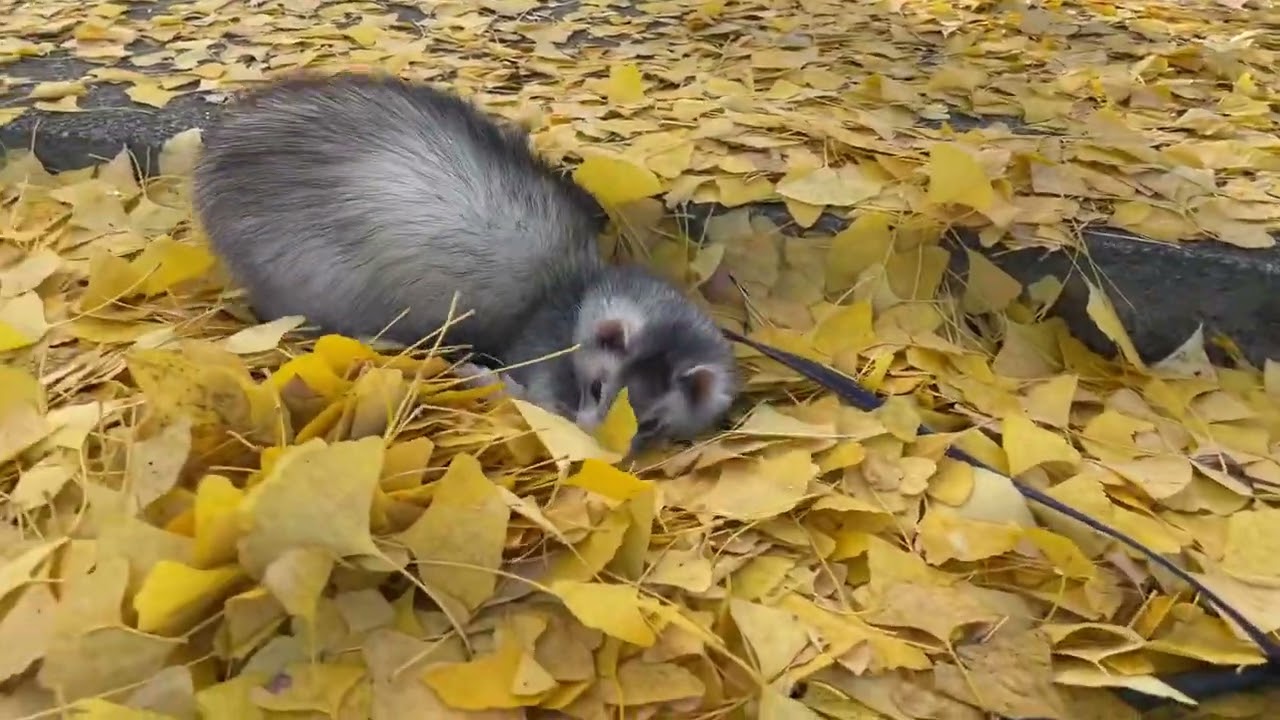 丹生酒殿神社でイチョウの絨毯　#ferret #cute #イチョウ #丹生酒殿神社
