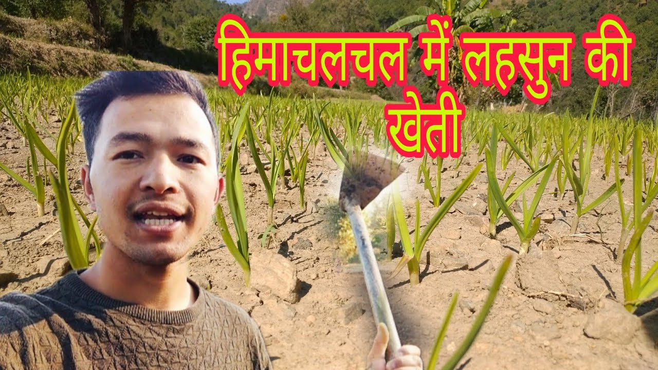 हिमाचल में लहसुन की खेती😊 // Village Dailylifestyle // Nepali Vlogger Himachal
