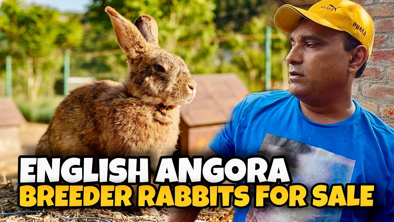 English Angora Rabbits For Sale Gujranwala Pakistan
