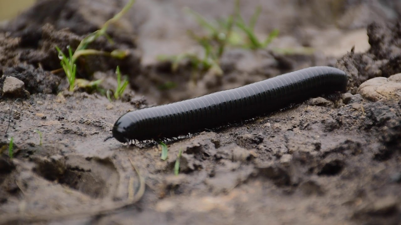 Millipede Walking
