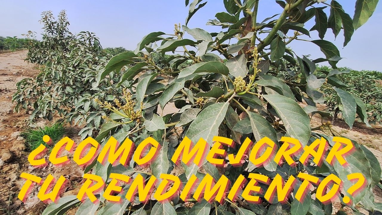 Tips para mejorar RENDIMIENTO AGUACATE Hass o Palta