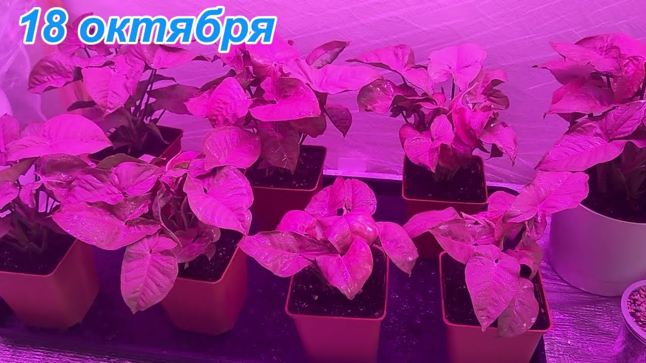Сингониум 