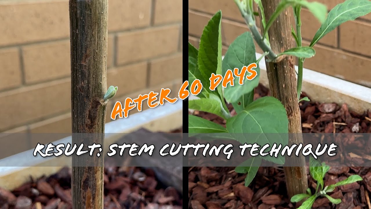 Result of Stem Cutting Technique After 60 Days | DIY