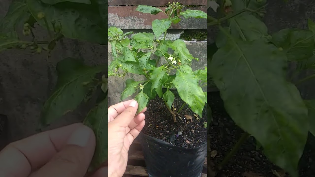 Cabe banyak yg kena kriting daun 😭#Allahummabarik #kebunemak #cabe #kritingdaun #rawit