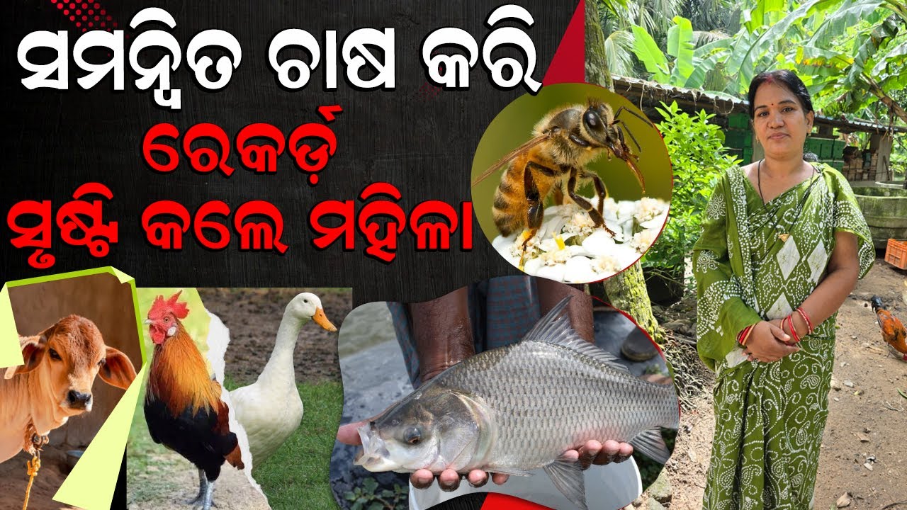 ରେକର୍ଡ଼ ସୃଷ୍ଟି କଲେ ମହିଳା || Best integrated farming in Odisha. @EfarmingOdisha