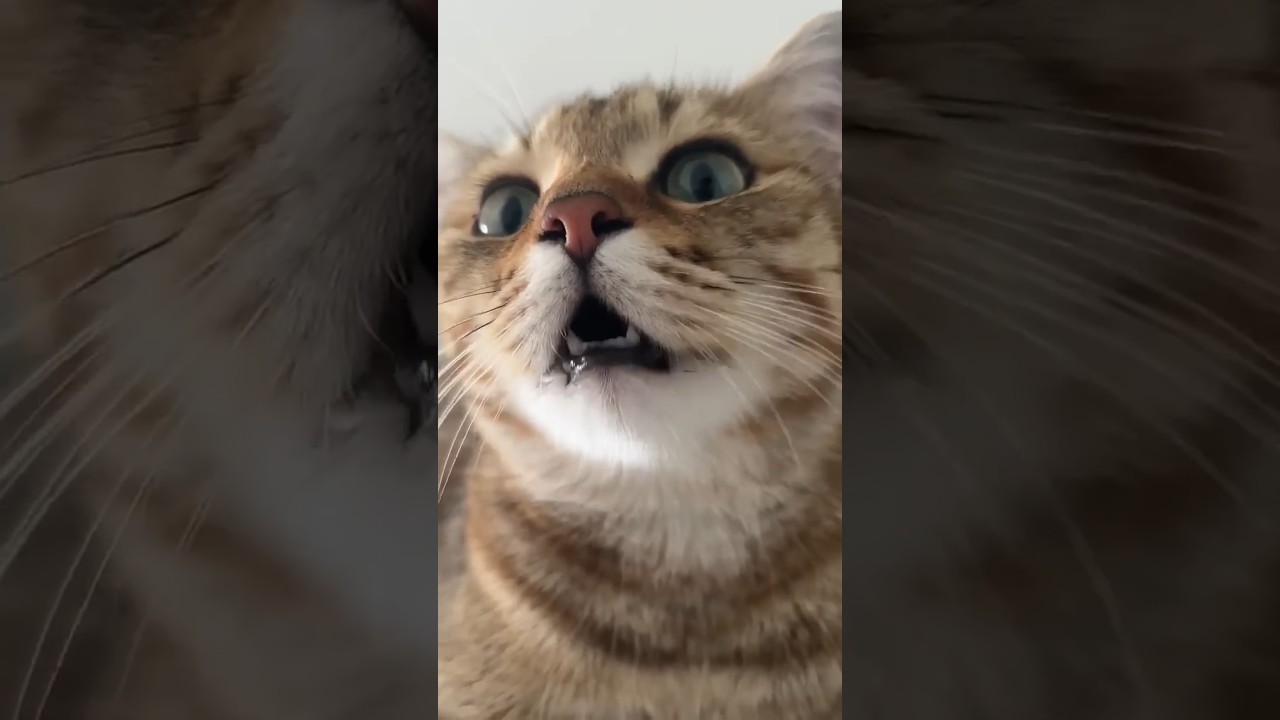 kitten meowing to attract cats