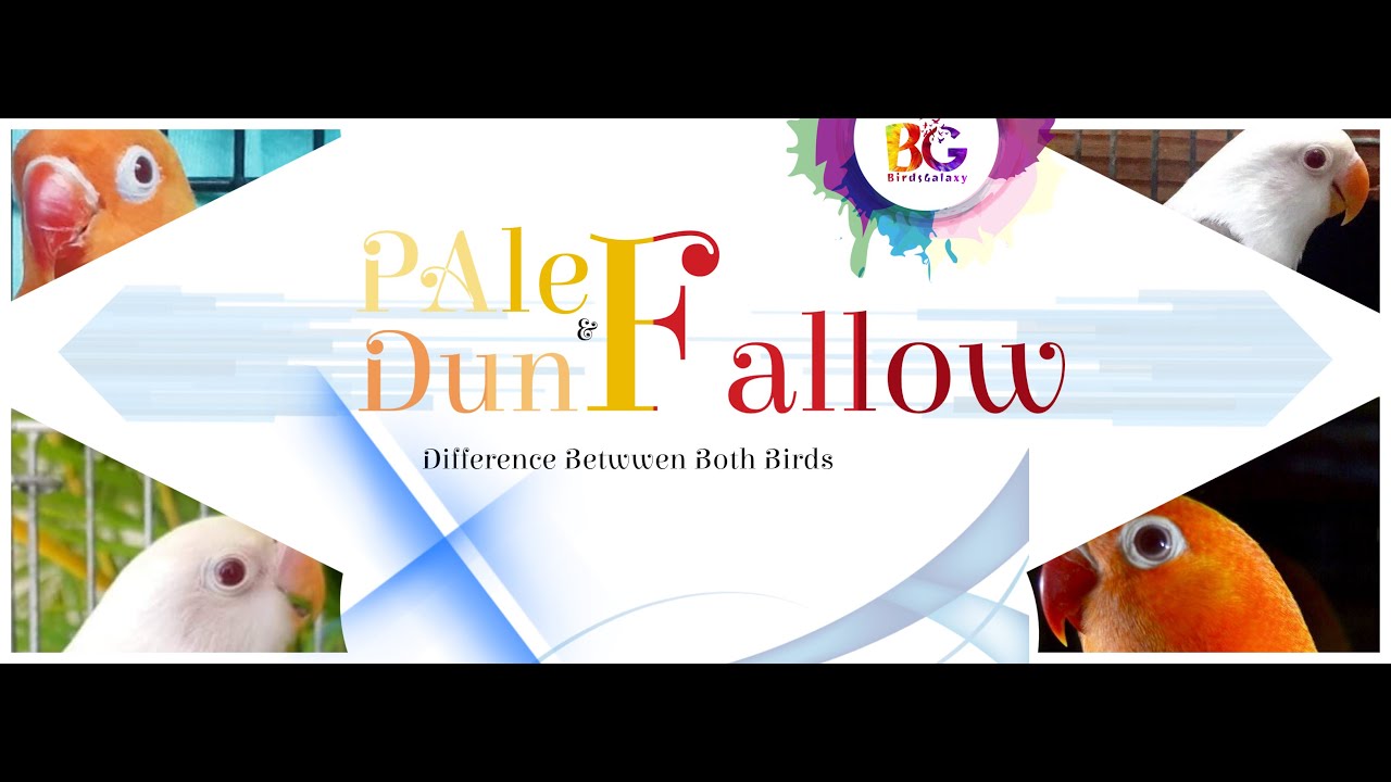 Pale Fallow & Dun fallow | Difference In Both Birds | Strong Bloodline Comparison |