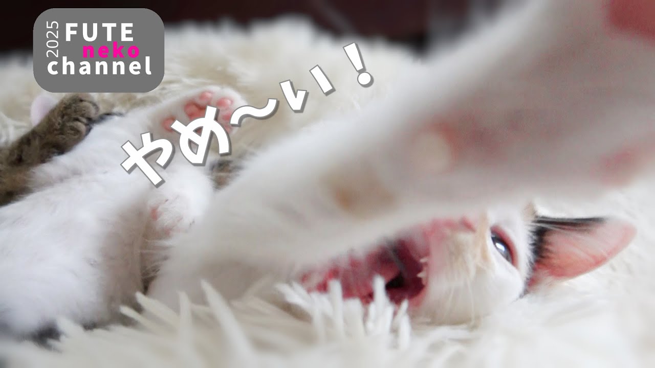 モフモフしたら念入りに毛繕いしだす子猫【保護子猫】
