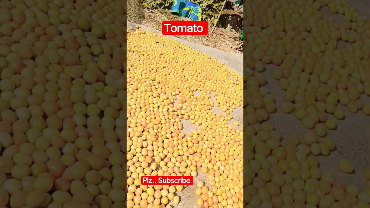 Tomato 🍎🍎
