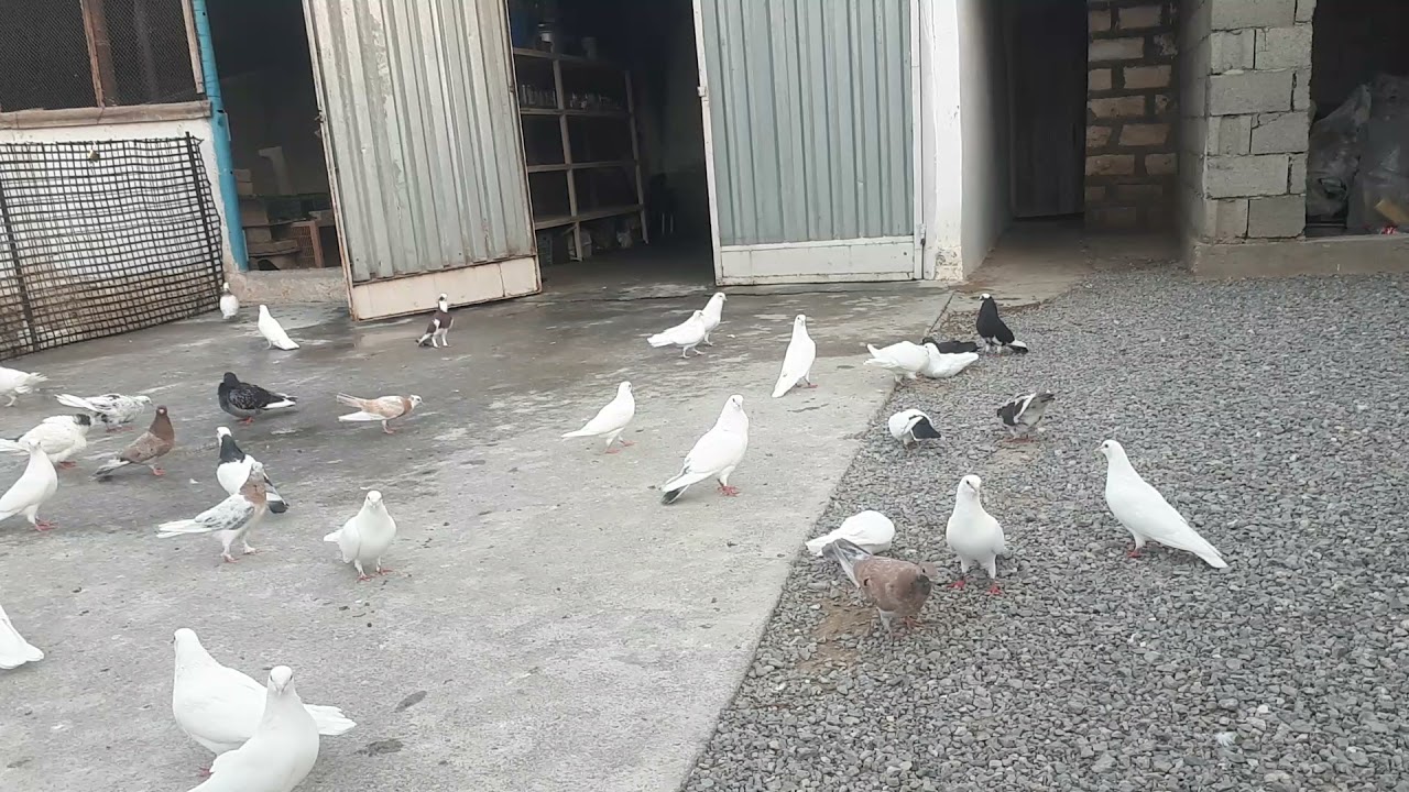 Gyzylarbat Wepa kepteri