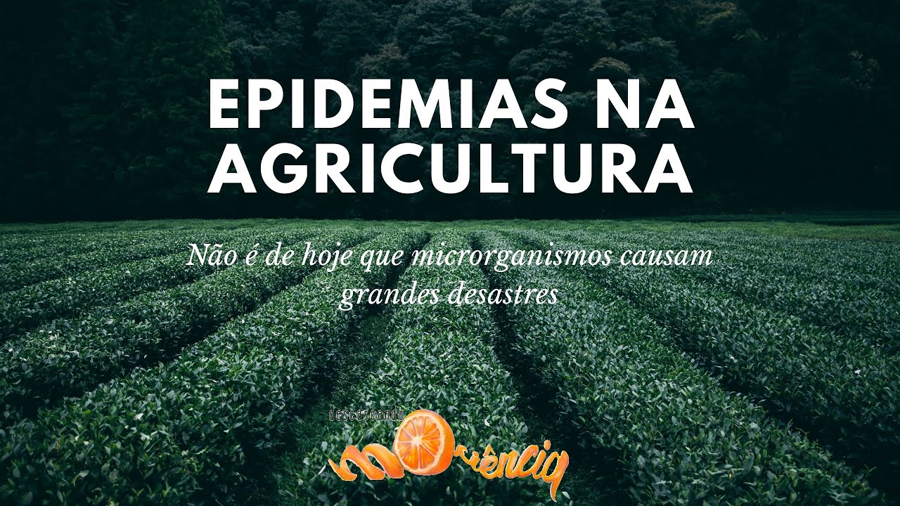 EPIDEMIAS NA AGRICULTURA :: As plantas tamb&eacute;m adoecem!