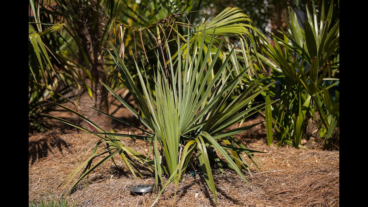 Why Sabal minor should be the foundation of your cold hardy palm planting
